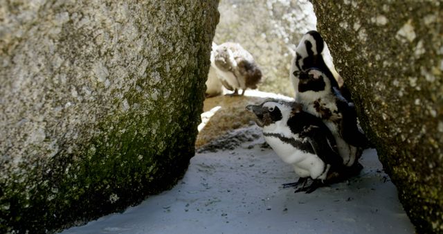 A group of penguins nestled between rocks outdoors. They seek shelter in a natural crevice, to escape the heat or predators.