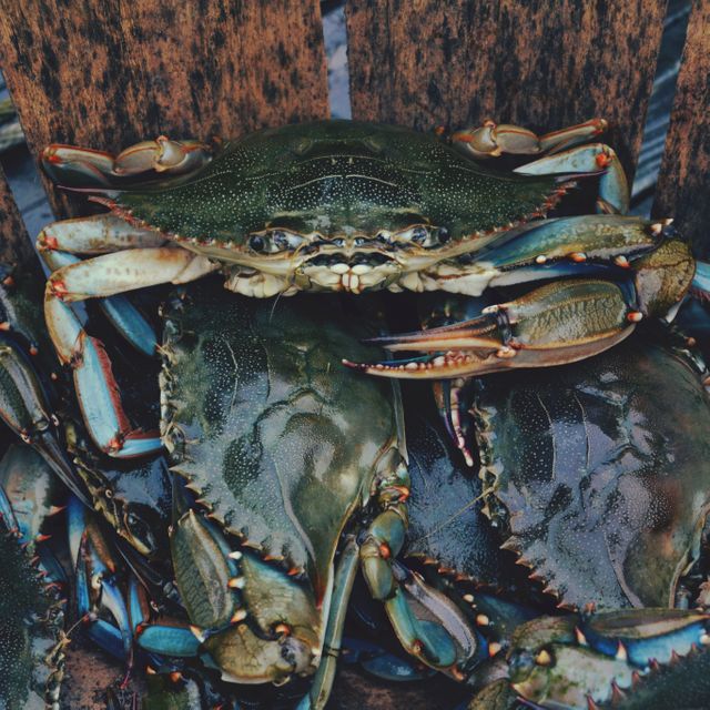 This image shows a pile of freshly caught crabs on a wooden surface. Ideal for use in articles about fishing, seafood recipes, the fishing industry, marine life, or environmental conservation. Can be used by seafood retailers, restaurants, and nature blogs.