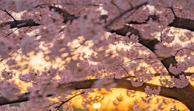 Blooming cherry blossoms catching golden sunset light over park branches and soft bokeh