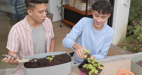 Friends Enjoying Home Gardening with Seedlings in Sunny Patio