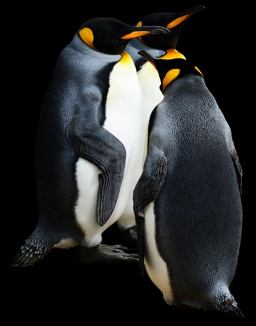 Three Emperor Penguins Standing Together Against Black Background - Download Free Stock Photos Pikwizard.com