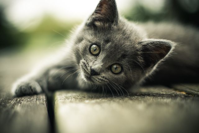This close-up captures an adorable gray kitten with green eyes resting on a wooden plank outdoors. The image can be used for pet-related content, animal welfare campaigns, or as a heartwarming attention grabber for social media posts.