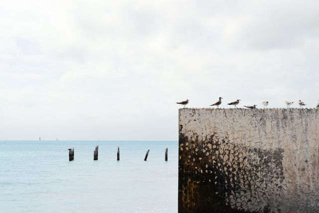 Seagulls Perched on Weathered Sea Wall Overlooking Calm Ocean - Download Free Stock Photos Pikwizard.com