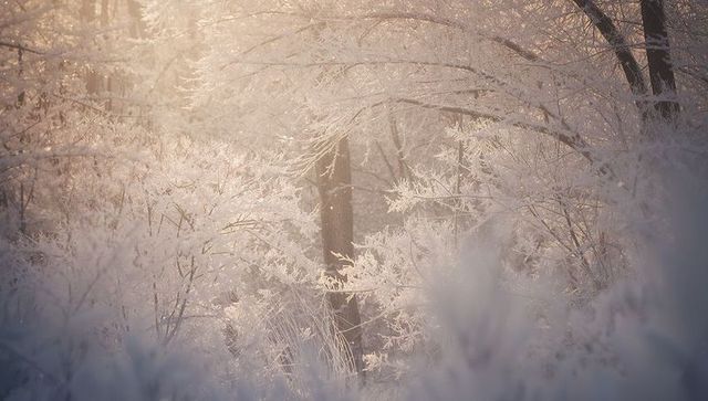 Sunlit hoarfrost forest with glowing frosted branches and central tree trunk