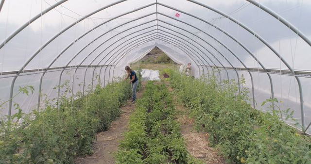 Farmers Tending Plants in Greenhouse - Download Free Stock Images Pikwizard.com