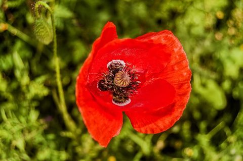 Vibrant red poppy close-up with detailed seed pod, summer wildflower and green bokeh