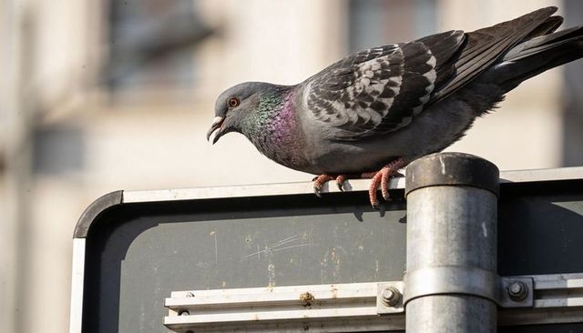 Pigeon perching on street sign with iridescent neck and weathered metal post in city