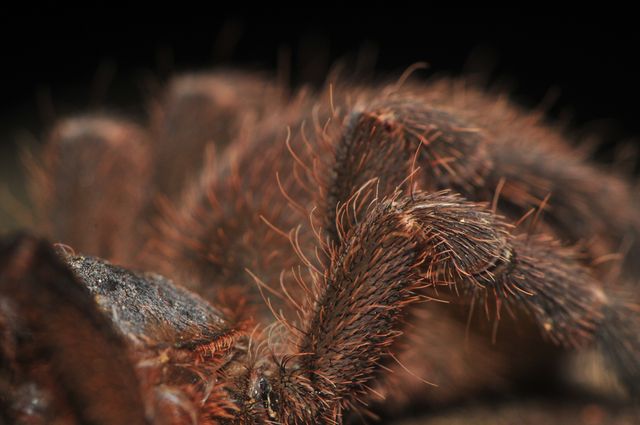 Close-Up of Tarantula Hair and Legs - Download Free Stock Photos Pikwizard.com