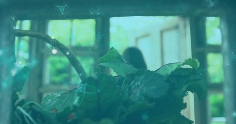 Lush greenery in sunlit room with wooden windows and natural light