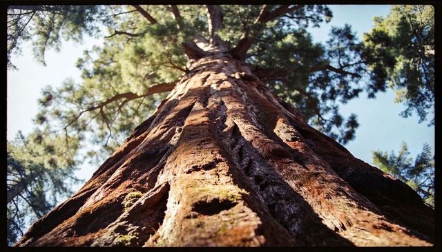 Towering conifer trunk stretching skyward, showing furrowed bark texture and sunlit moss