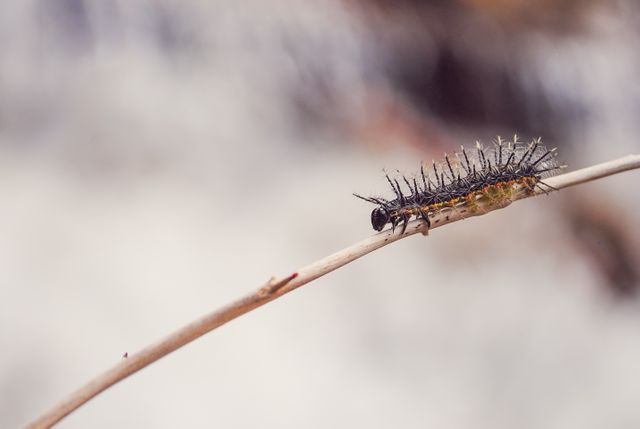 Black spiky caterpillar crawling on a thin twig in a close-up shot. Ideal for educational purposes about insect life cycles, nature-themed content creation, biological studies, and articles related to wildlife or biodiversity. The detailed and textured body emphasizes the beauty and complexity of nature's smaller creatures.