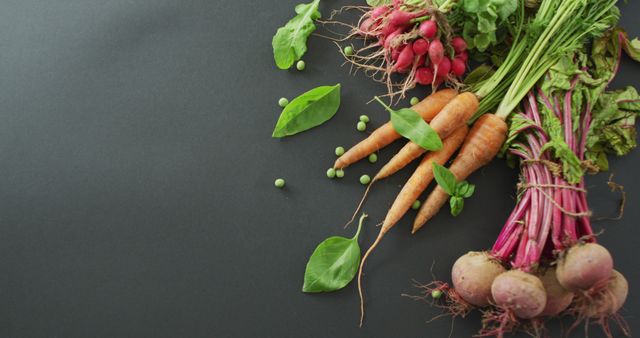 Freshly harvested carrots, beets, and radishes with greens on a dark background. Great for promoting organic farming, healthy eating, or farm-to-table concepts. Ideal for use in cookbooks, food blogs, nutrition articles, or gardening websites.