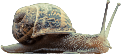 Close-up of snail with shell on transparent background for nature concepts