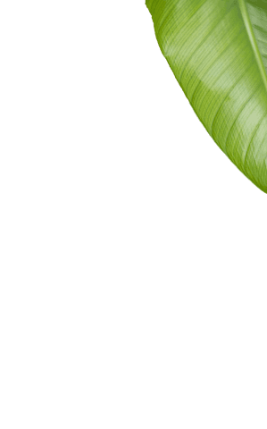 isolated green banana leaf on transparent background - Download Free Stock Videos Pikwizard.com