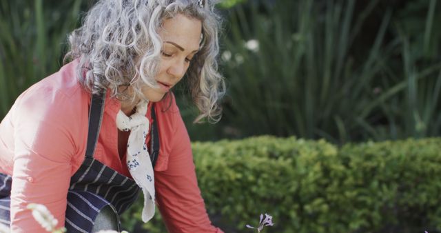 Senior Woman Gardening in Backyard on a Sunny Day - Download Free Stock Images Pikwizard.com