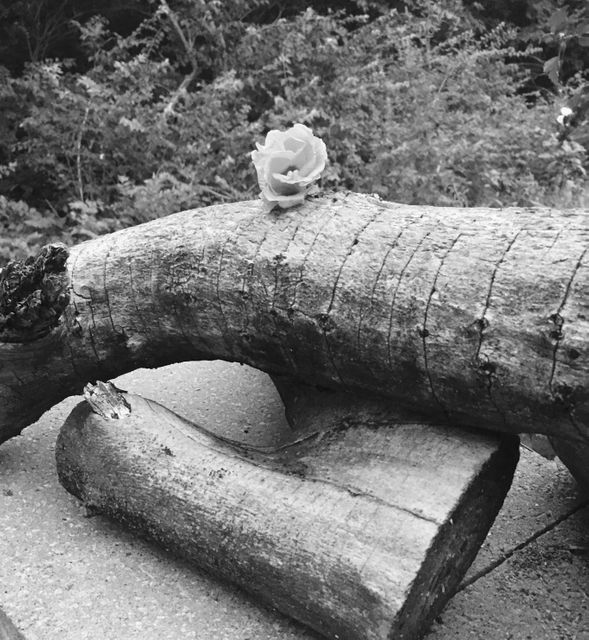 Monochrome image showing serene outdoor setting with a single rose placed on top of piled logs. Perfect for use in nature-related designs, tranquility promotions, or monochrome photography projects emphasizing calm and simplicity.