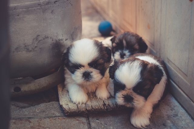 This photo showcases adorable Shih Tzu puppies huddling together indoors. Their furry faces and puppy eyes make it a perfect choice for depicting pet companionship, cuteness, and the innocence of young animals. Suitable for use in articles or advertisements about pet care, dog breeds, and family pets.