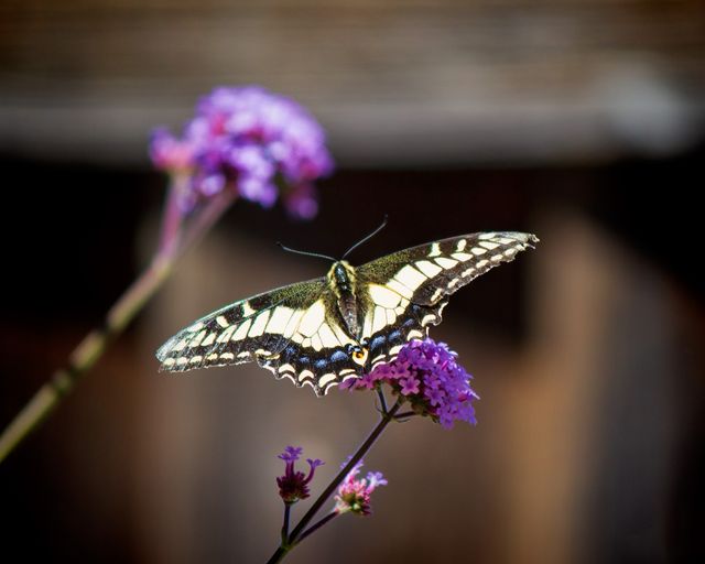 This image captures a stunning swallowtail butterfly resting on a vibrant purple flower, highlighting the delicate beauty of nature and wildlife. The bright contrasting colors between the butterfly and the flower create a visually striking effect, ideal for nature blog posts, educational materials, and environmental campaigns. It can also be used for posters, gardening websites, and digital art projects emphasizing tranquility and natural beauty.