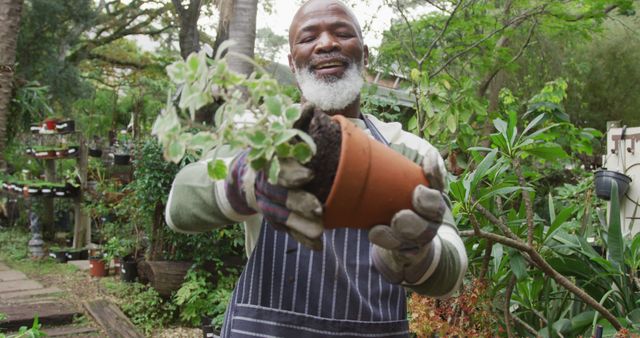 Senior man enjoying gardening in a lush greenhouse nursery, wearing gardening gloves and apron while smiling and holding a potted plant. Ideal for promoting horticulture, gardening hobbies, outdoor activities for seniors, and healthy lifestyle concepts.