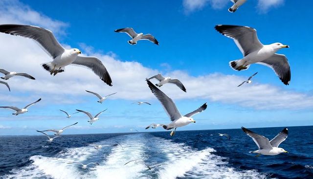 Seagulls soaring over boat wake on bright blue ocean horizon, dynamic flight scene