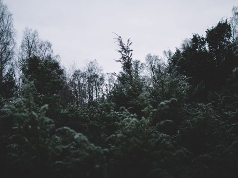 Dark Winter Forest with Snow Covered Trees
