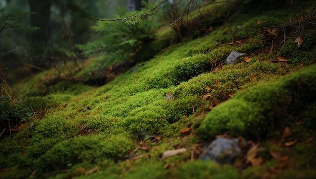 Verdant moss carpet on forest slope closeup texture with fallen leaves and pine needles