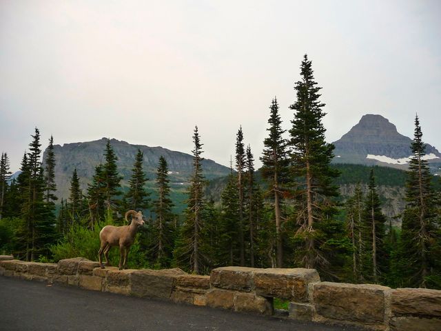 Bighorn sheep standing on a mountain road surrounded by pine trees and rocky peaks. Ideal for themes involving wildlife, nature, outdoor activities, and scenic landscapes. Useful for travel brochures, wildlife conservation campaigns, nature blogs, and outdoor adventure advertisements.