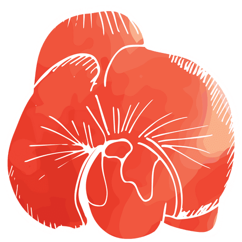 transparent red flower illustration with bold lines - Download Free Stock Videos Pikwizard.com