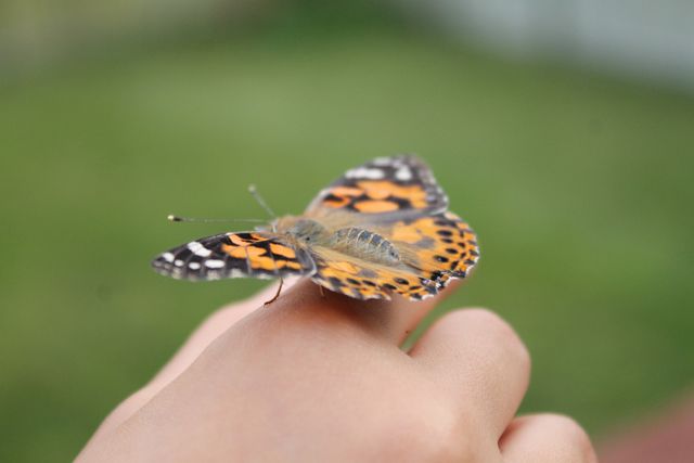 Perfect for nature-themed blogs, articles on insects, educational materials about butterflies, or promoting wildlife preservation. Ideal for illustrating human interaction with nature and showcasing the beauty of the natural world.
