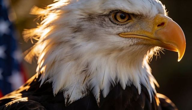 Gazing bald eagle closeup portrait amber eye hooked beak feather patriotic golden hour