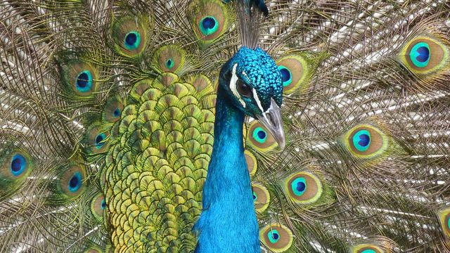Majestic peacock showcasing vibrant feathers in a dazzling display. This striking image is ideal for use in nature-themed projects, wildlife dissertations, or exotic travel brochures. Suitable for educational resources, marketing materials, or home decor.