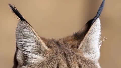 Lynx rotating ears in studio closeup, black ear tufts twitching against beige bokeh