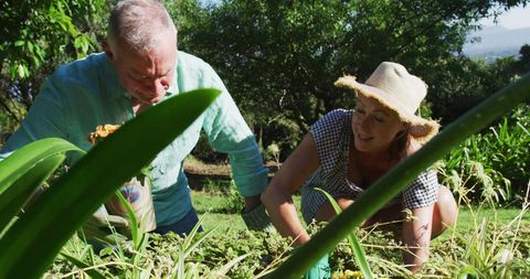 Senior couple engaged in gardening on sunny day