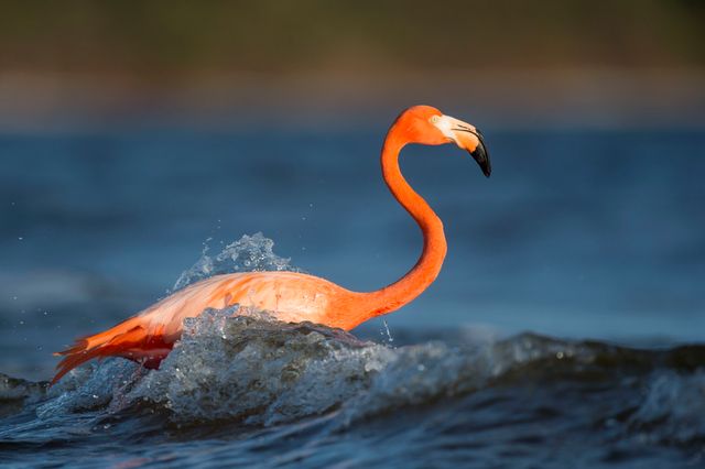 Flamingo enjoying waves in ocean, vivid colors and natural habitat. Useful for wildlife photography, nature conservation topics, travel promotions, tropical destination marketing materials, educational content about seabirds.