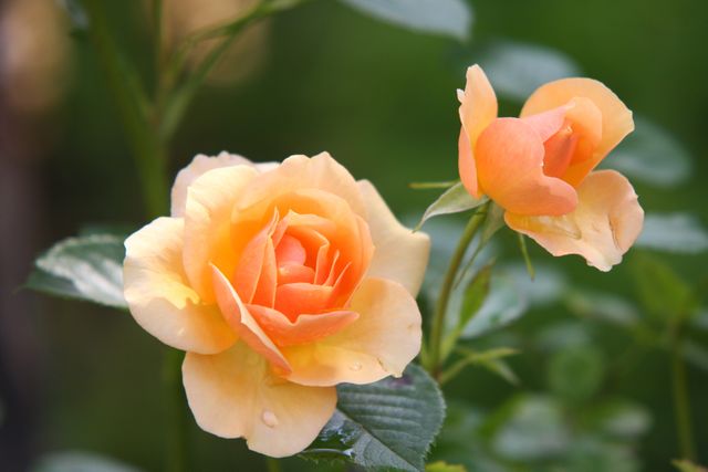 Close-Up of Vibrant Orange Roses Blooming in Garden - Download Free Stock Photos Pikwizard.com