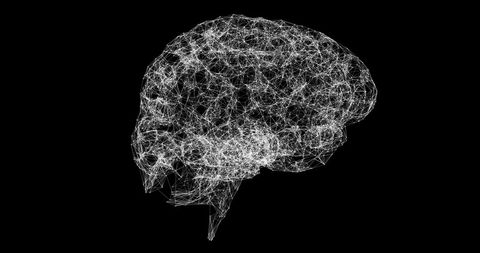 3D Human Brain Model with Abstract White Connections