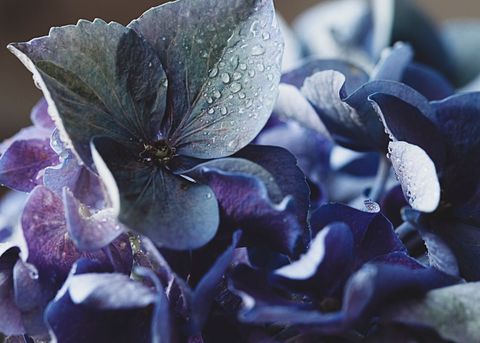Deep Blue Hydrangea Blossom with Dew Drops Macro Close-Up Ideal for Floral Background