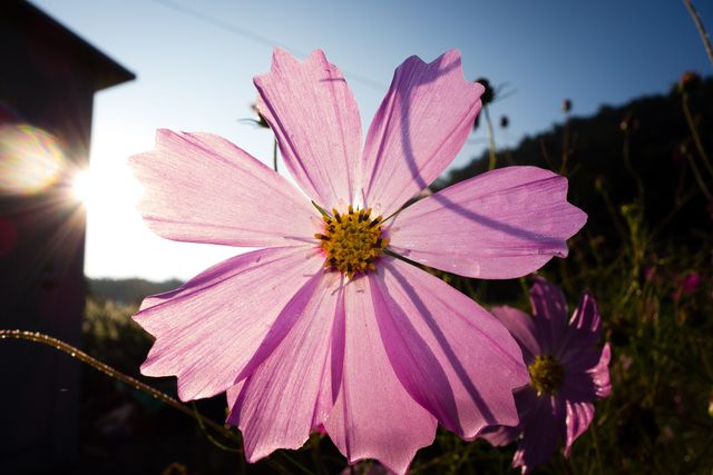 Featuring a close-up view of a blooming pink cosmos flower illuminated by warm sunlight, this image highlights the intricate details of the petals with a natural garden backdrop. Ideal for use in gardening websites, floral design inspiration, nature exploration, and seasonal promotions.