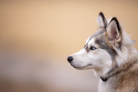 Focus on Siberian Husky Portrait Against Soft Background