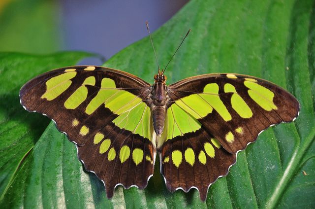 An intricate Malachite butterfly showcasing its vibrant, patterned wings is resting on a large green leaf. The vivid green and black patterns on its encircling wings contrast beautifully with the lush green leaf beneath it. Ideal for campaign images related to nature conservation, tropical wildlife, educational purposes about insects and butterflies, or outdoor adventure promotions.