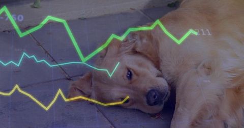 Resting golden retriever on pavement with analytics graphs and business data overlay elements