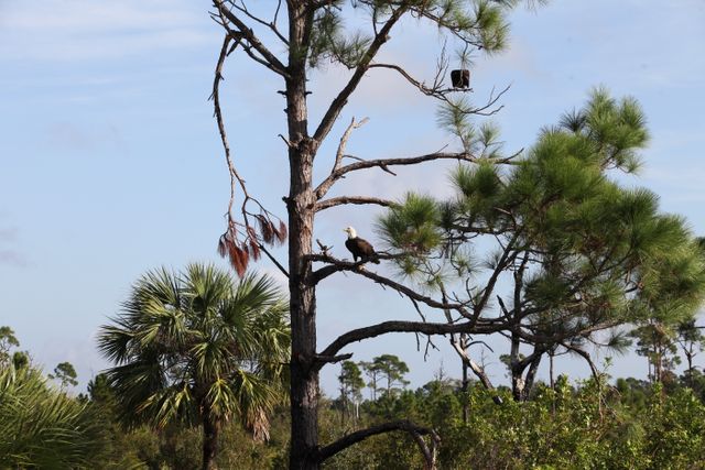 Bald eagle perches majestically on a tree branch at NASA's Kennedy Space Center. The image highlights the harmonious coexistence of technology and nature within the facility, which borders the Merritt Island National Wildlife Refuge. Ideal for illustrating nature conservation efforts, wildlife habitats, and educational materials on native bird species.