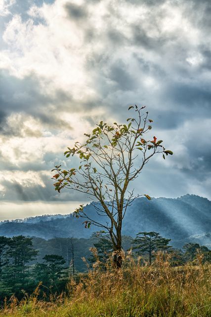 Solitary tree stands amidst grass on hillside with dramatic clouds and sun rays breaking through. Ideal for nature photography enthusiasts, posters, wallpapers, environmental campaigns, promoting outdoor activities, and illustrating serenity and solitude in natural settings.