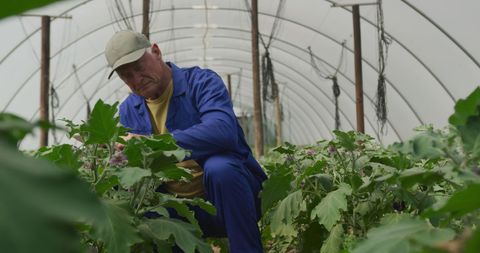Senior Agricultural Worker Tending Plants in Greenhouse