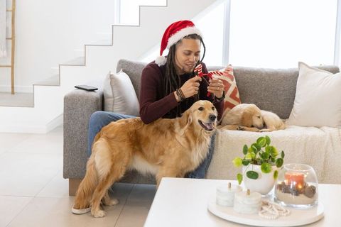 Man wearing santa hat offering candy cane to golden retriever with puppy sleeping on sofa