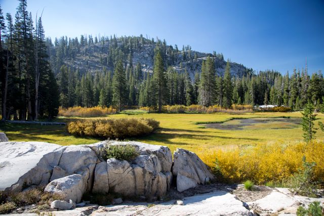 Mountain meadow with evergreen trees and vibrant autumn foliage in a tranquil wilderness scene. The image features a clear blue sky and natural rocks in the foreground. This picture is suitable for nature-themed blogs, environmental websites, travel brochures, and outdoor adventure advertisements, showcasing the beauty of nature in autumn.