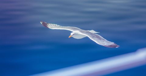 Seagull gliding over deep blue sea with outstretched wings minimalist horizon