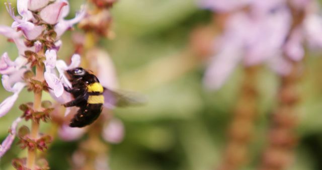 Close-up of honey bee collecting a nectar from flower 4k