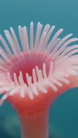 Swaying pink sea polyp tentacles on teal seabed | Macro vertical underwater footage