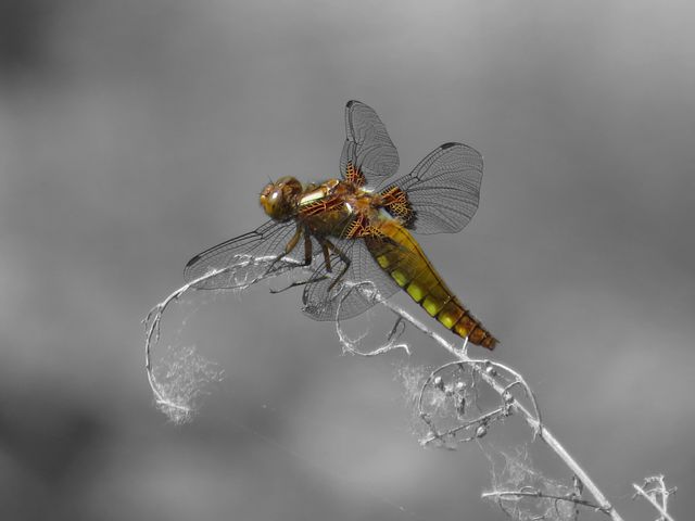 Yellow Dragonfly Resting on Branch - Download Free Stock Photos Pikwizard.com